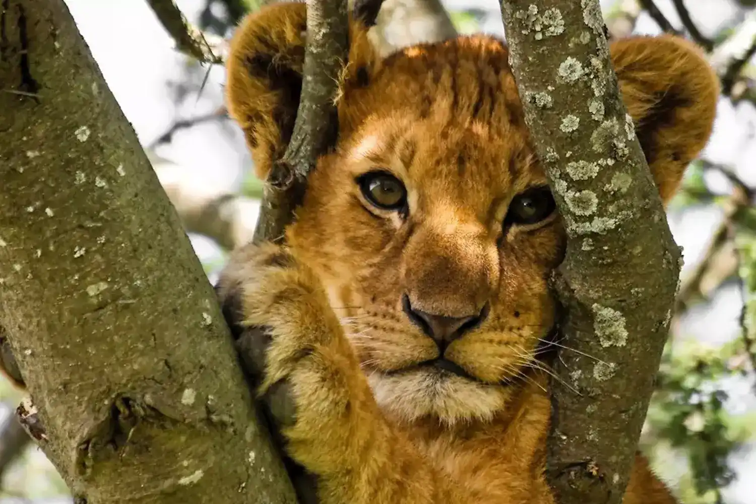 10 dies 9 nits Safari al Serengeti Lodge