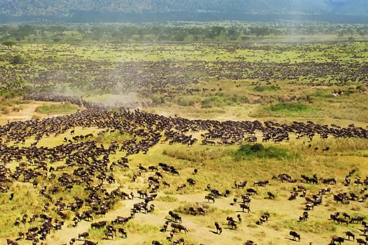 Safari de 6 dies al Serengeti Lodge