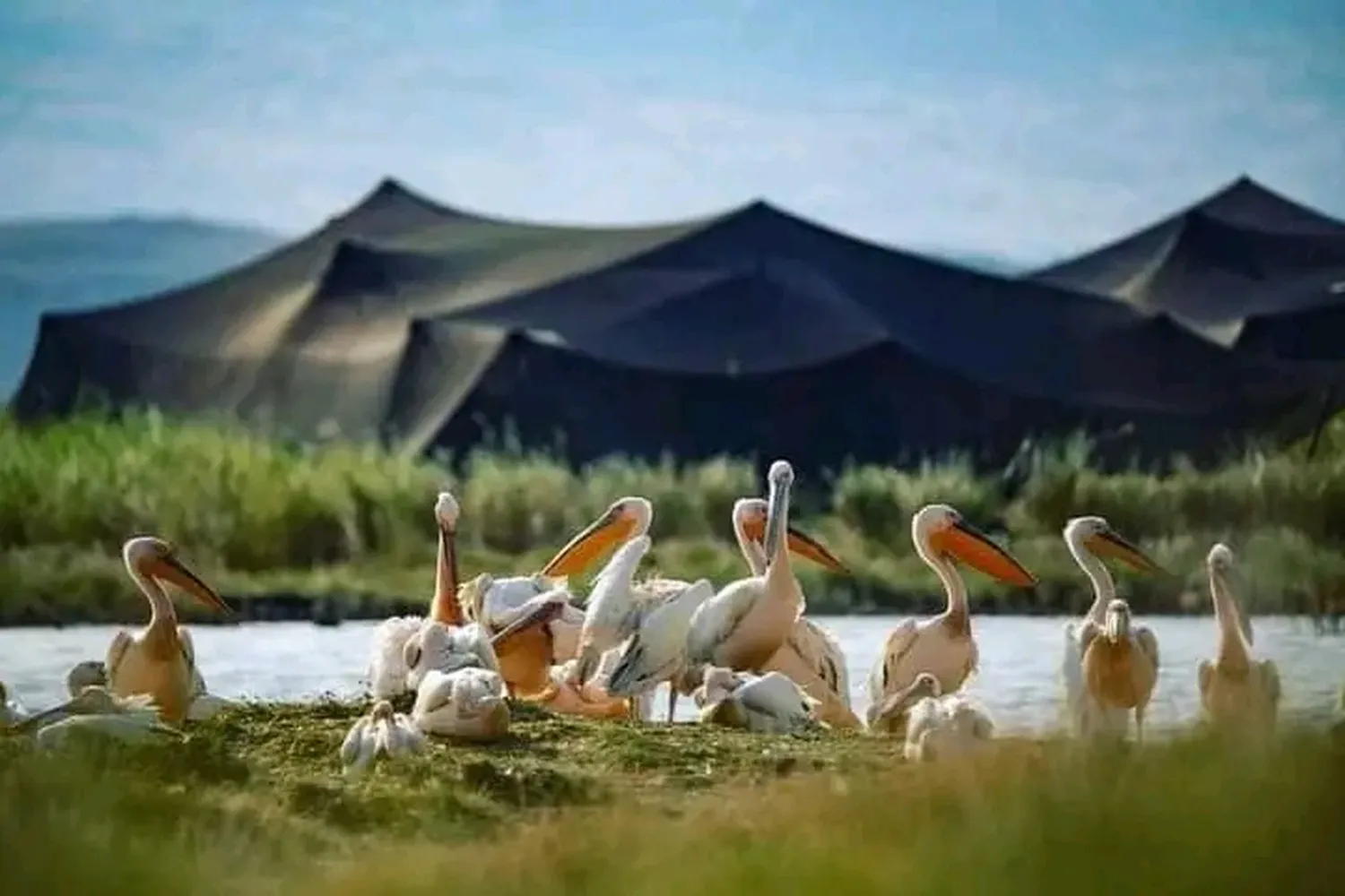 Luxuriöse große Migrationssafari