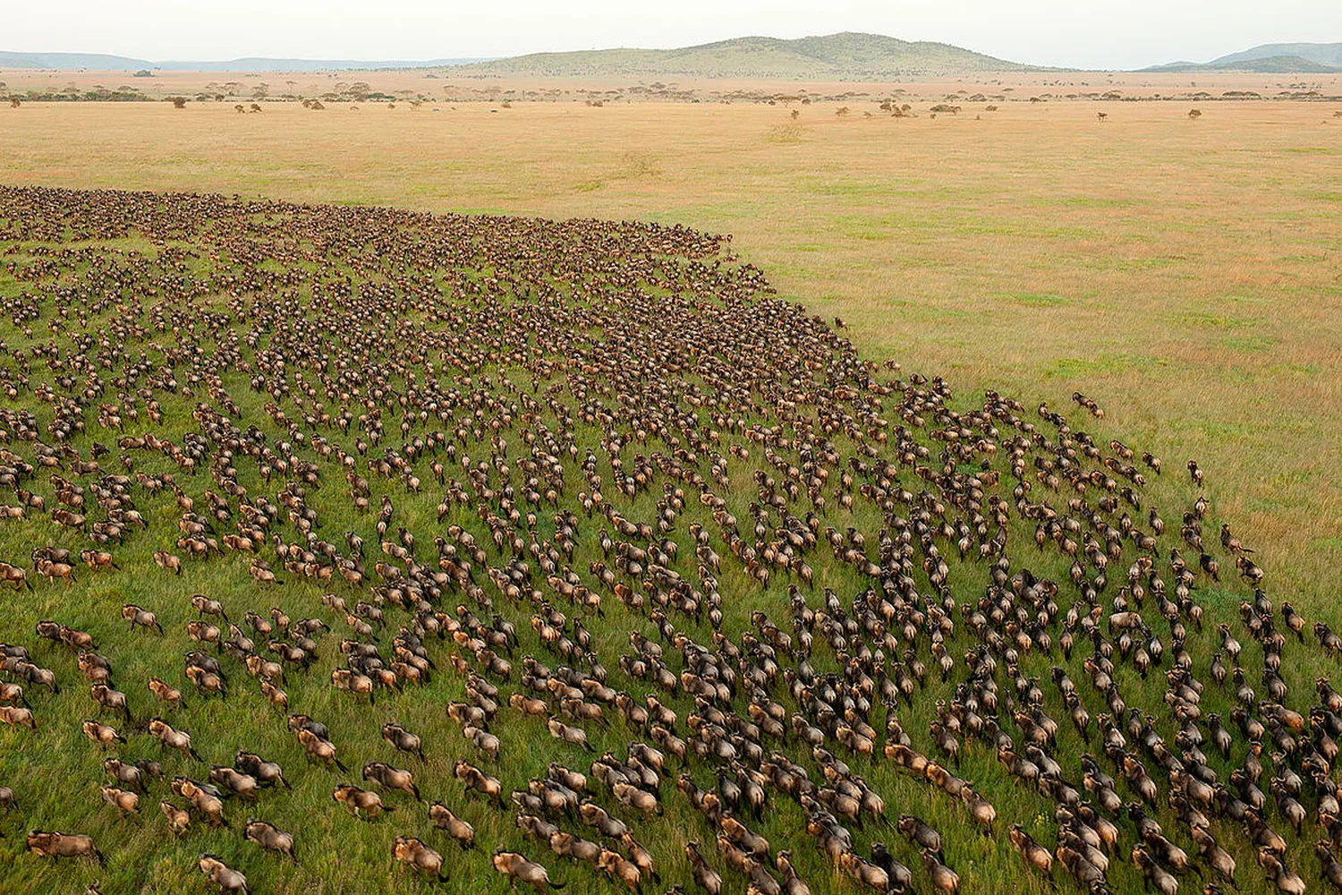 Serengeti Migration Aerial View