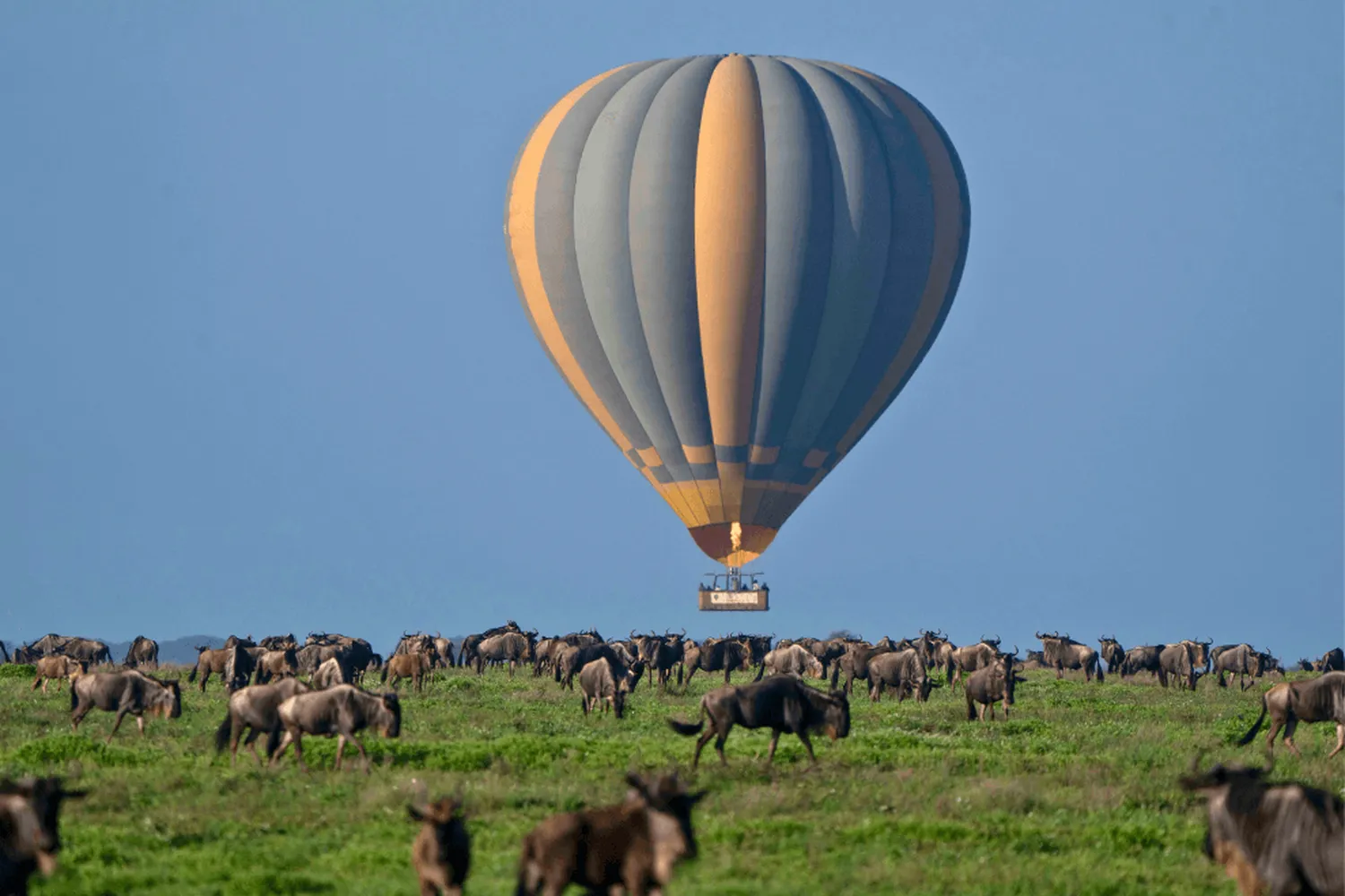 Serengeti Ndutu Calving Balloon