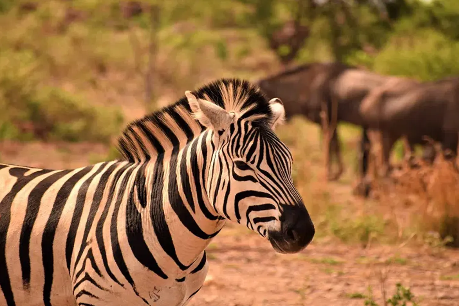 Safari de 3 dies a Tanzània amb Serengeti i Ngorongoro