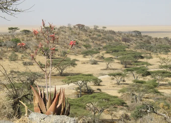 3-Day Tanzania private safari Serengeti