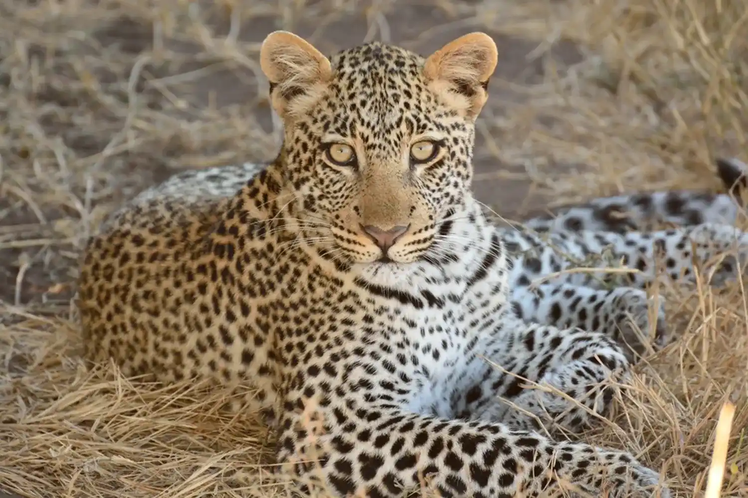 El millor paquet de safari privat al Serengeti de 7 dies