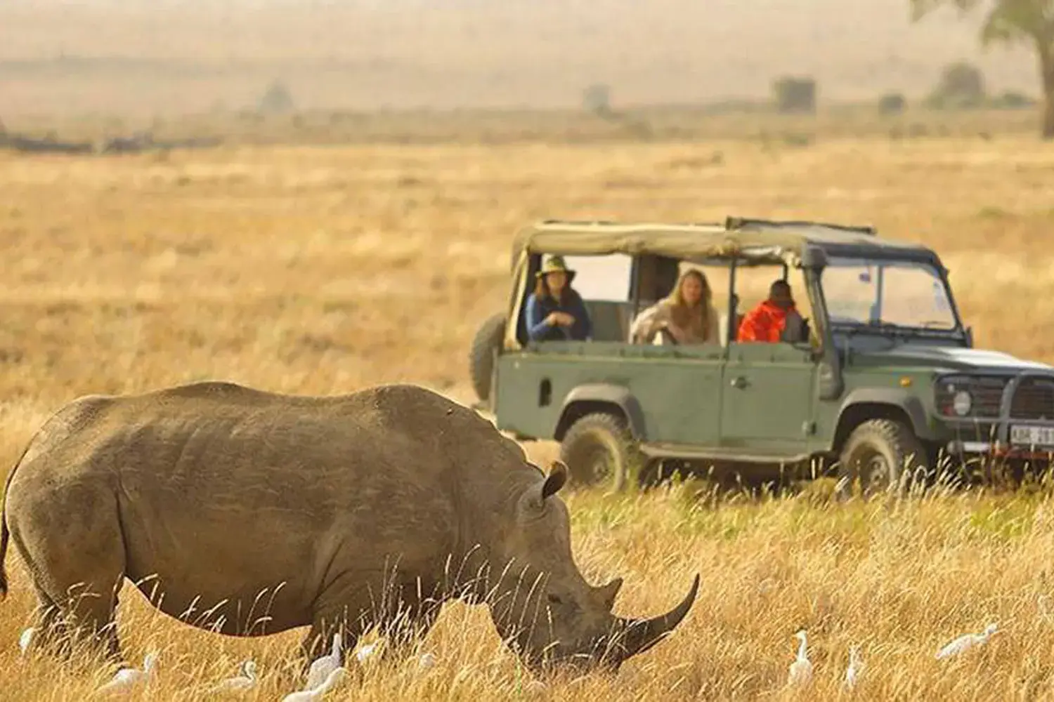 Safari privat de 6 dies al Serengeti