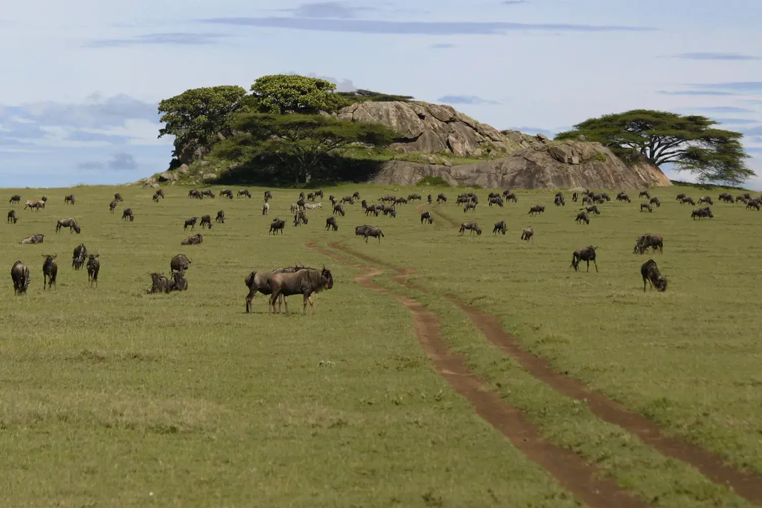 Safari privat al Serengeti
