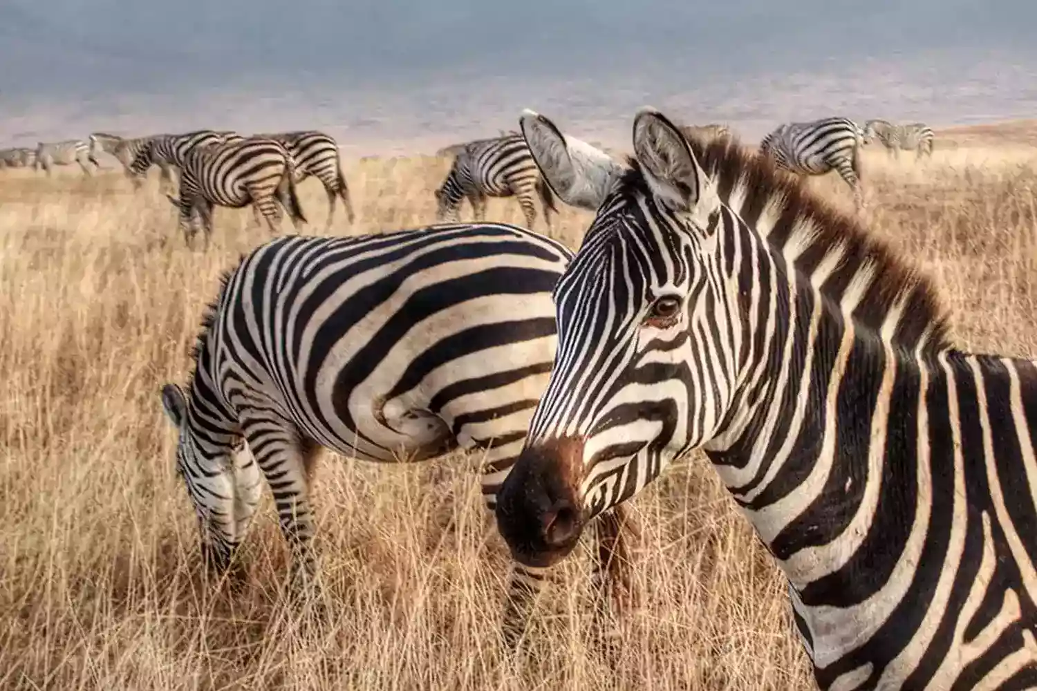 Safari al Serengeti Tanzània de 10 dies