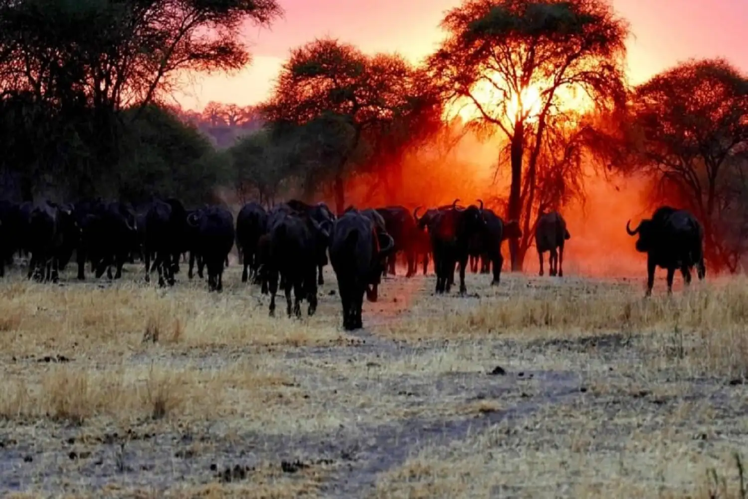 Serengeti Tanzania Safari