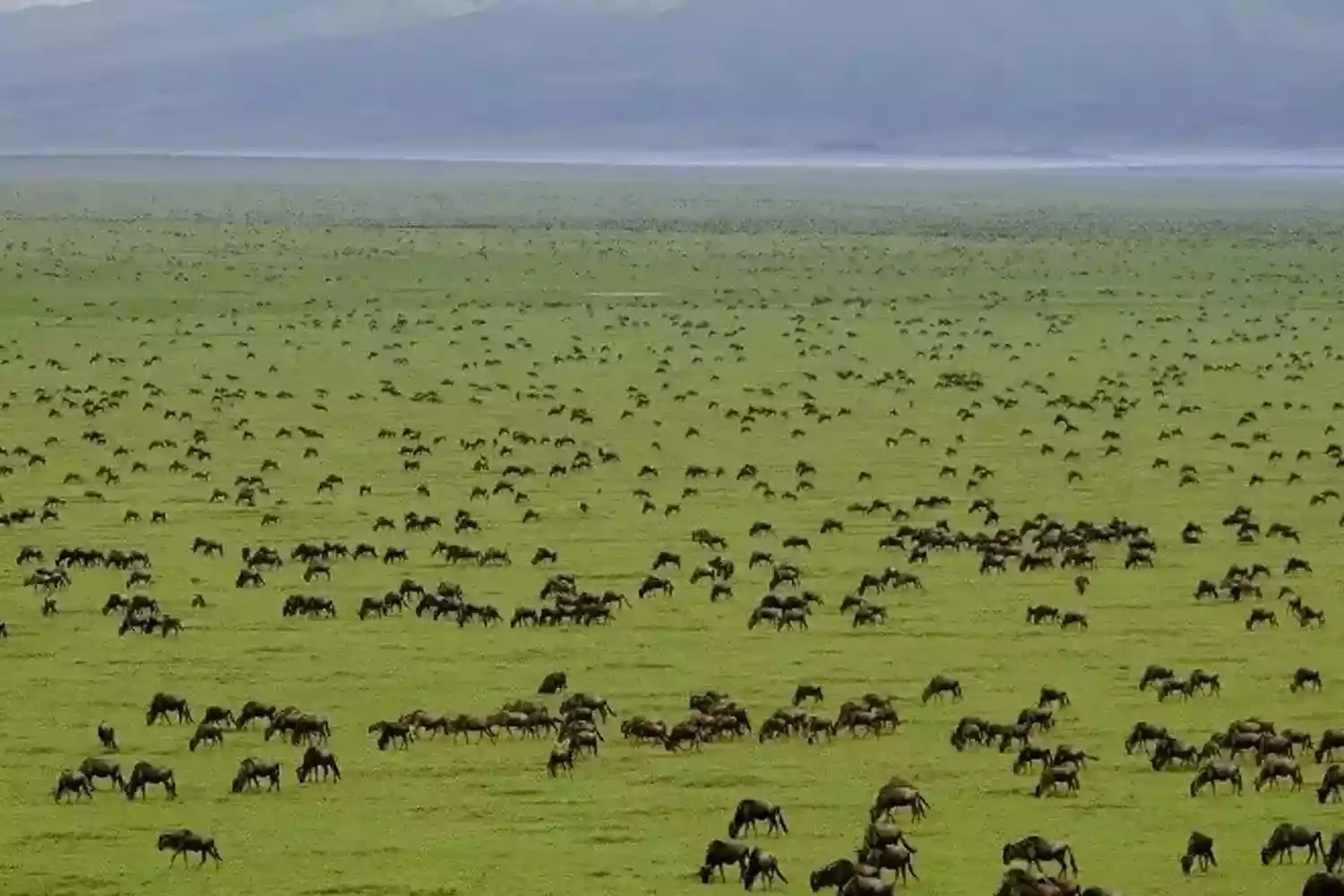 Tanzania safari