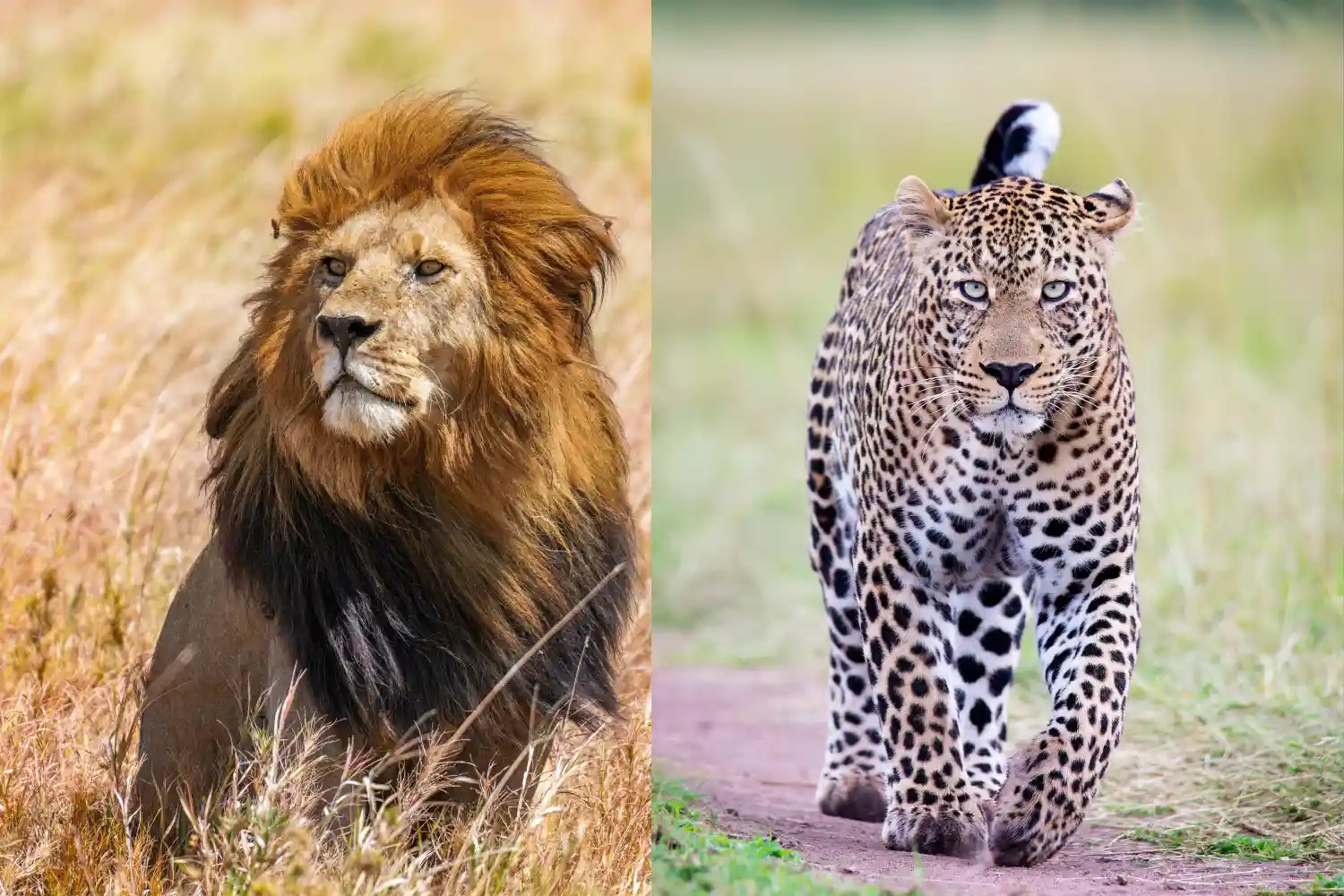 Serengeti vs Maasai Mara