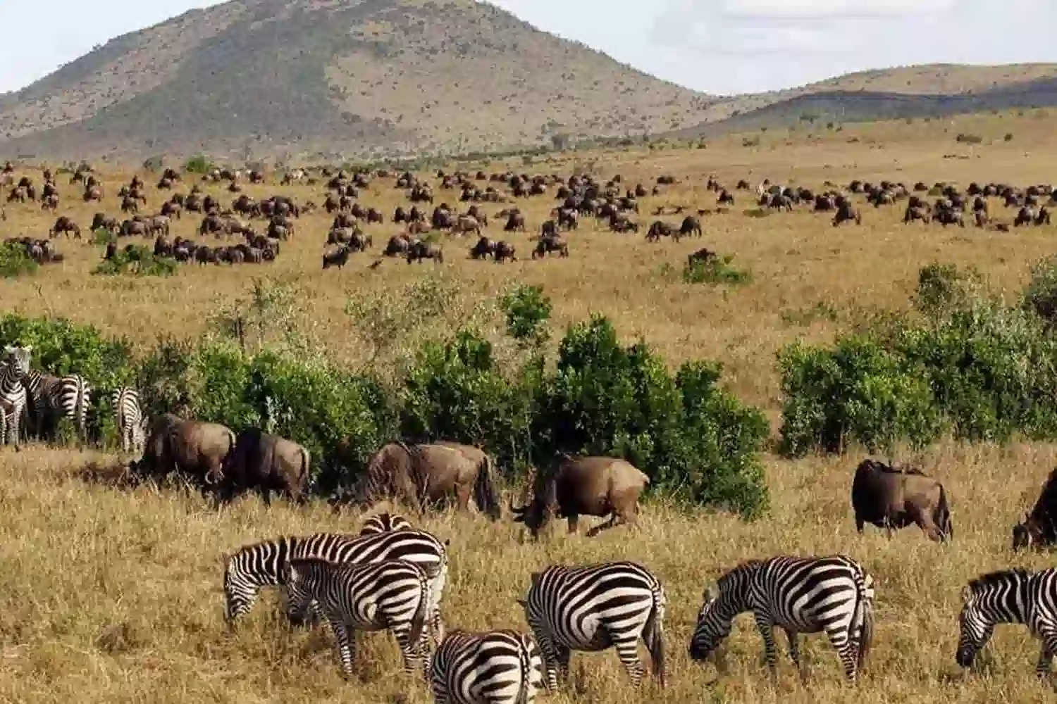 ሴሬንጌቲ vs ማሳይ ማራ ታላቅ ስደት