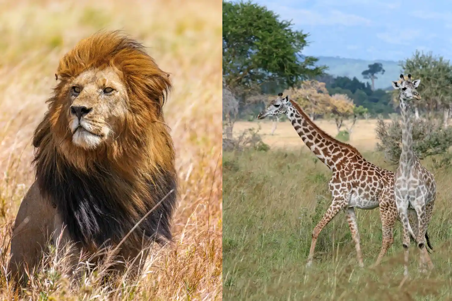 Serengeti vs Mikumi National Park