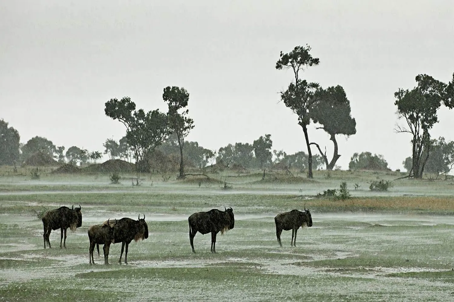 Serengeti Wet Season