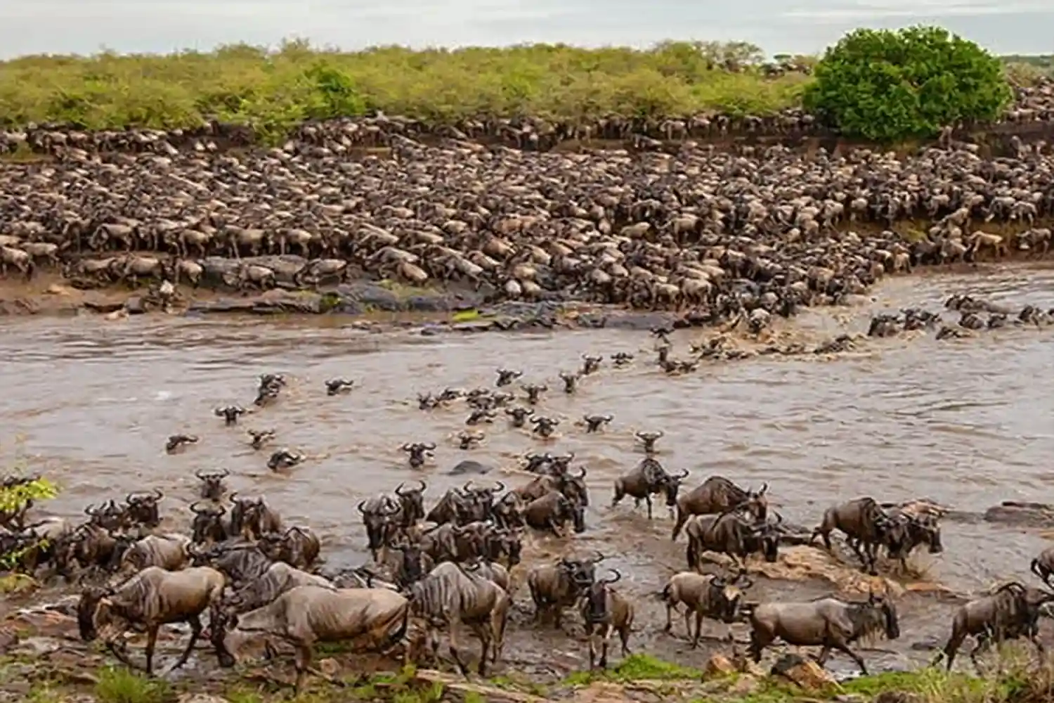 Paquet de 5 dies de safari de migració al Serengeti