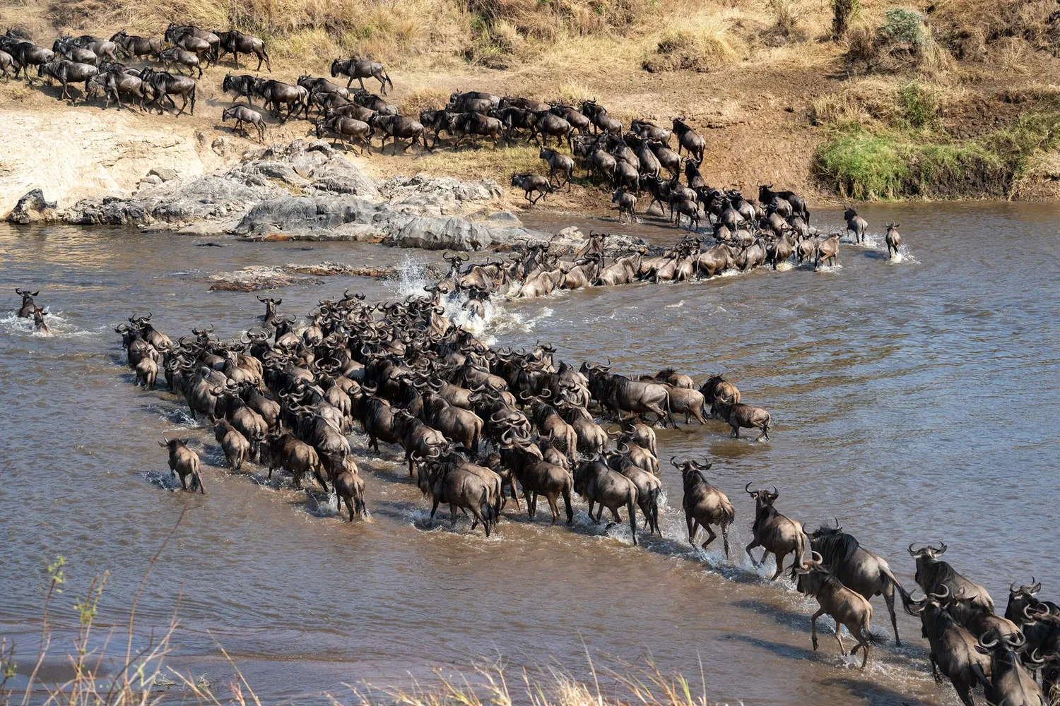 Serengeti-Gnu-Migrationssafari