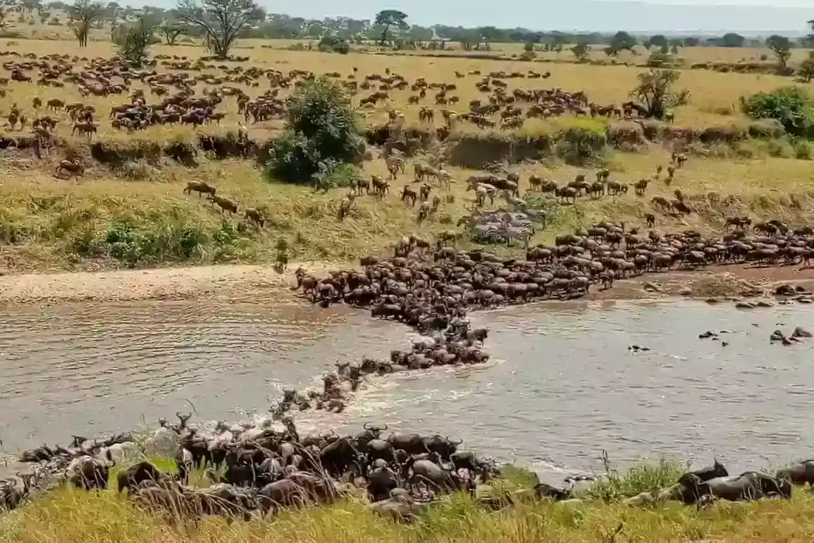 Excursió de 4 dies al Serengeti Migration Safari Des d'Arusha