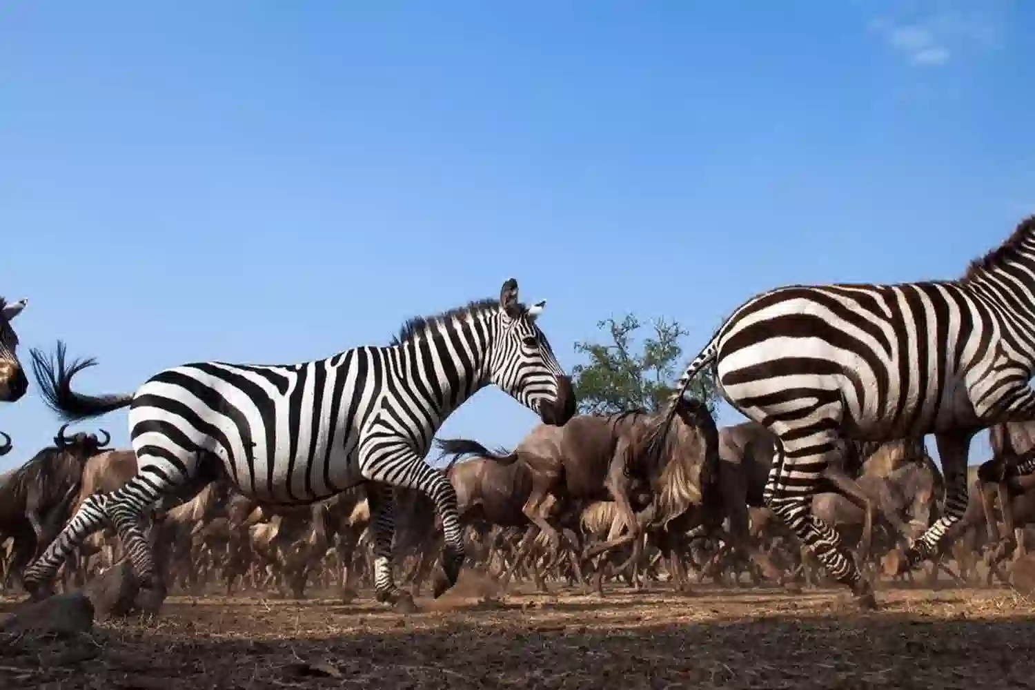 ሰረንገቲ ዘበራስ ስደት