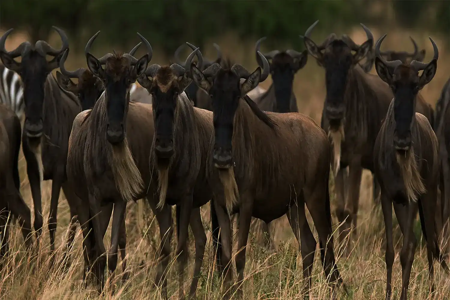 Migration Serengeti - Maasai Mara