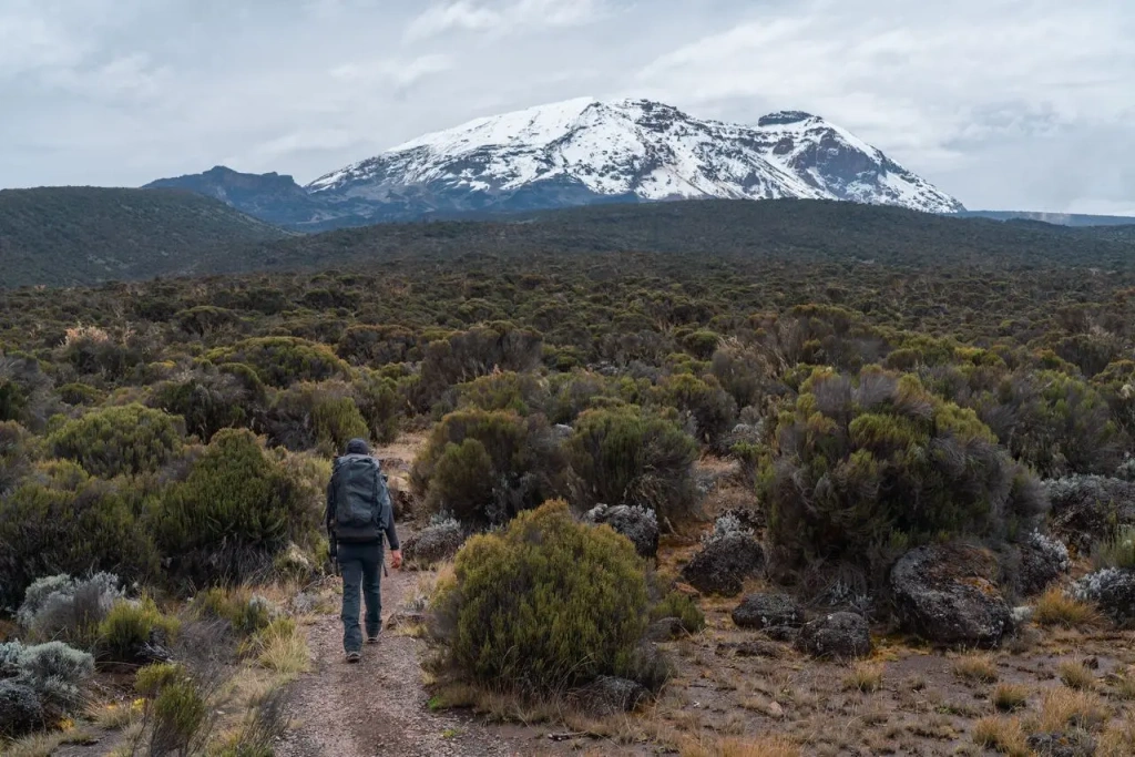 Rongai Moorland Kilimanjaro