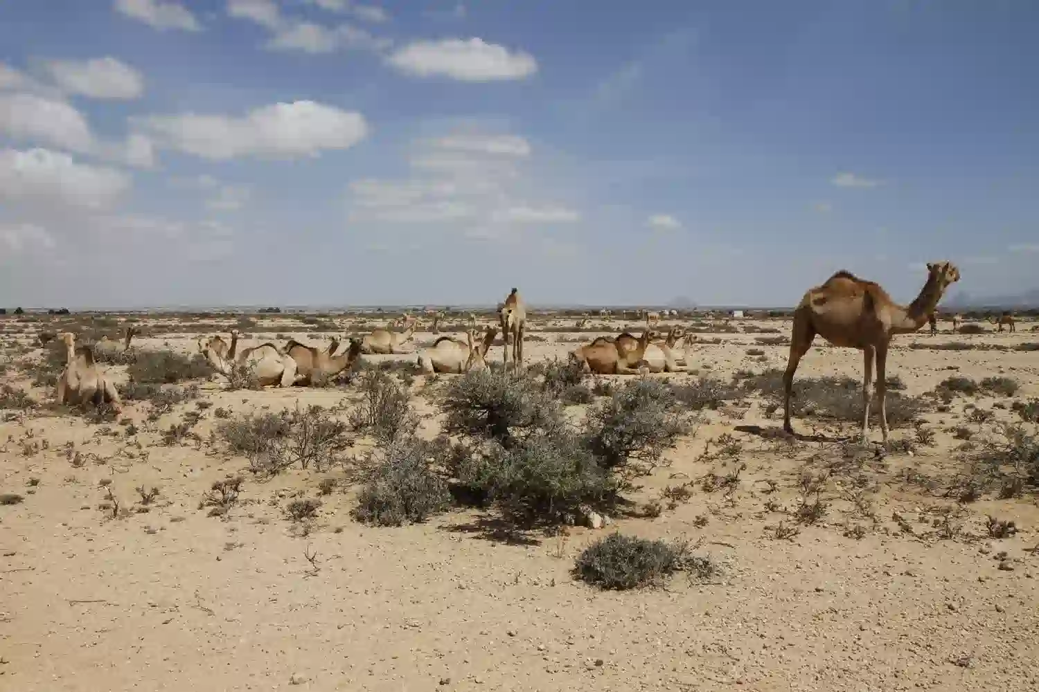 Auswirkungen des Klimas auf Somalia