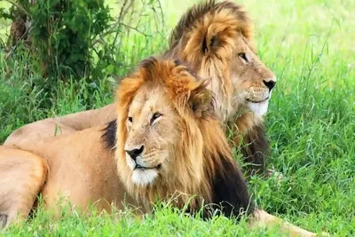 3-dae Kruger Safari: Ultimate Wildlife Adventure