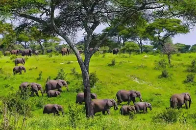 5-dae Kruger Safari: Getuig van die Groot Vyf en verder