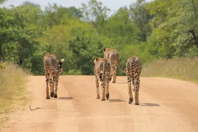 7 dae in Kruger: die perfekte safari -ervaring