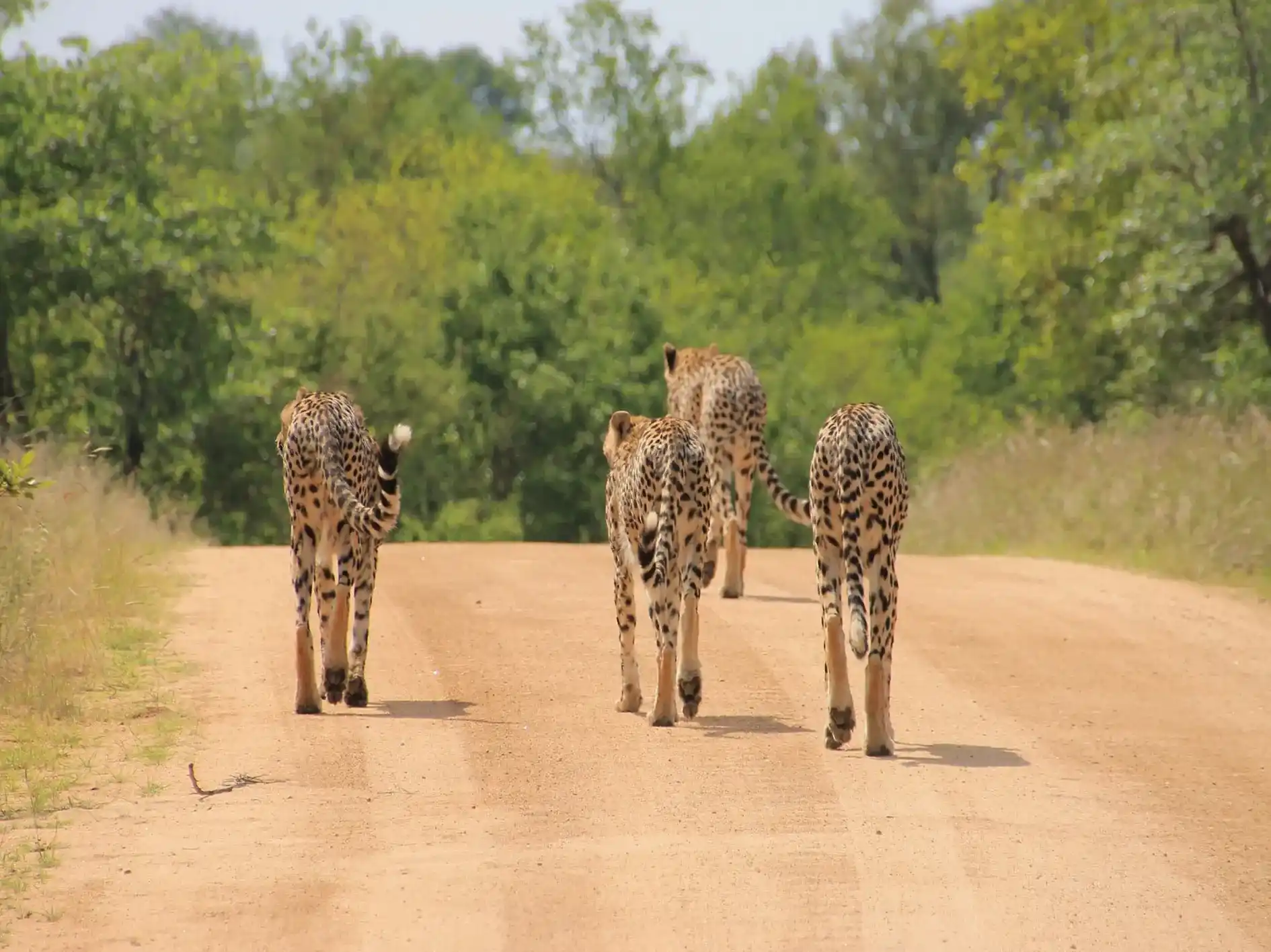 7 Days in Kruger: The Perfect Safari Experience