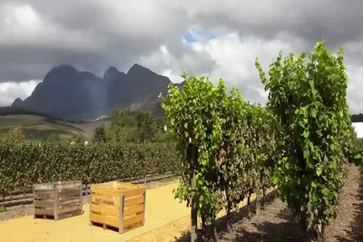 Şaşırtıcı 2 günlük Stellenbosch şarap rotası