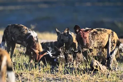 Garantált 5 napos vadvilág és kaland KwaZulu-Natalban