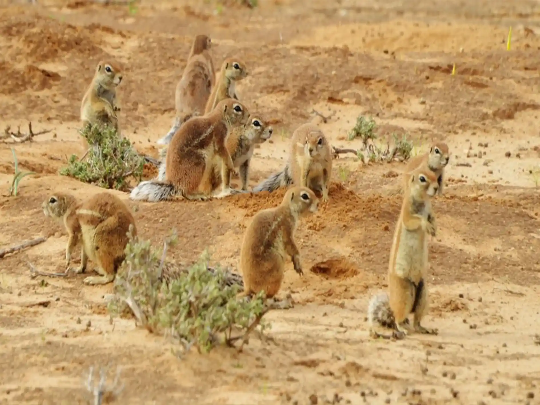 High-end 4-day on Northern Cape and the Kalahari