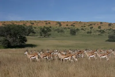 Järkyttävä 5 päivän Pohjois-Kap ja Kalahari Safari