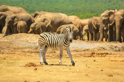 A legfontosabb 3 napos vadvilág és természet
