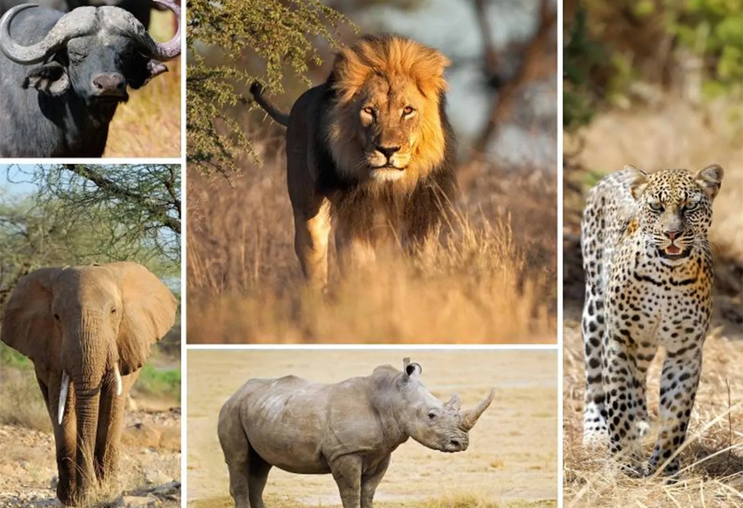 spotting the Big Five in 6 day Tanzania safari