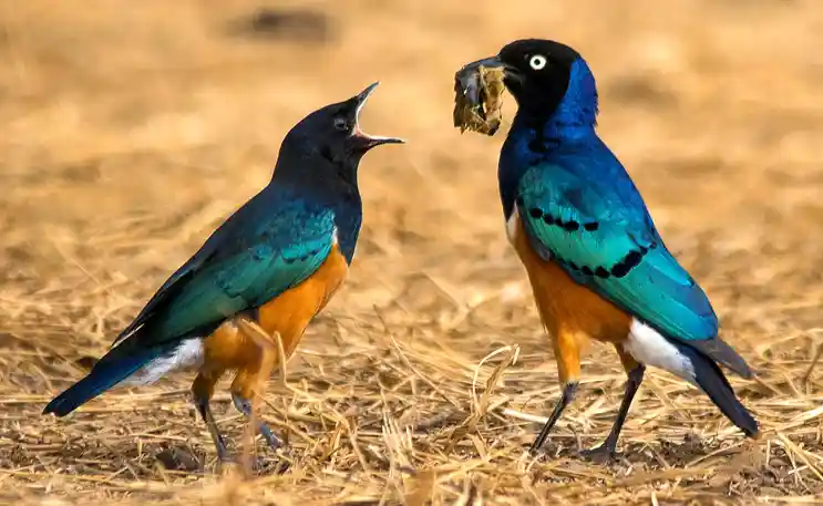 Bird watching safari tours in Tanzania