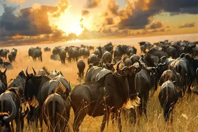 10-day Serengeti Migration Safari Tour Package