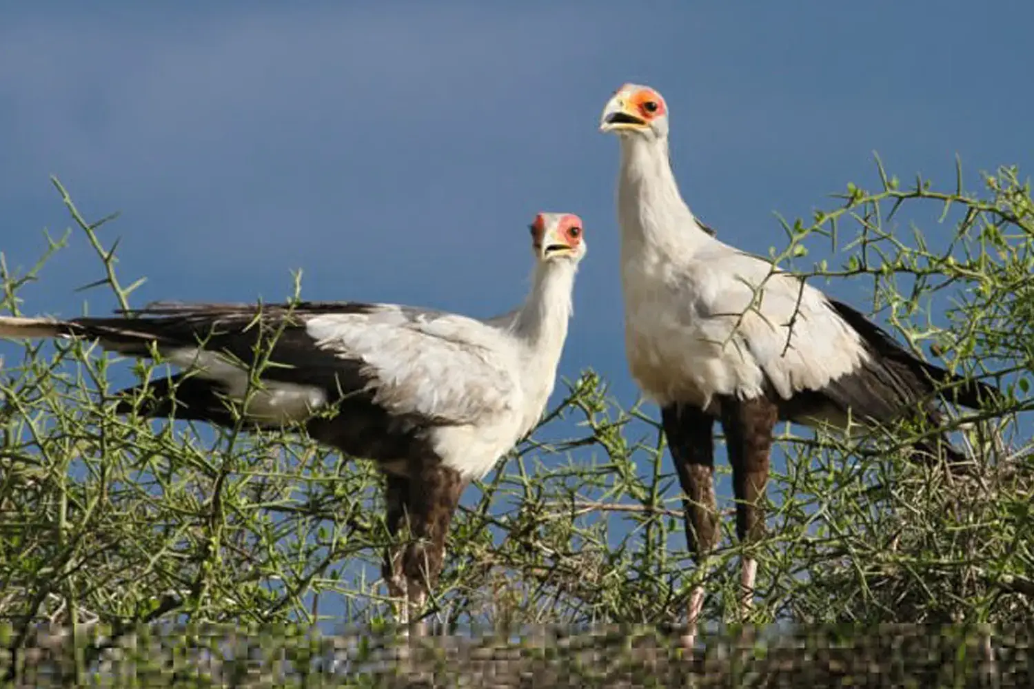 Safari d'observació d'ocells a Tanzània