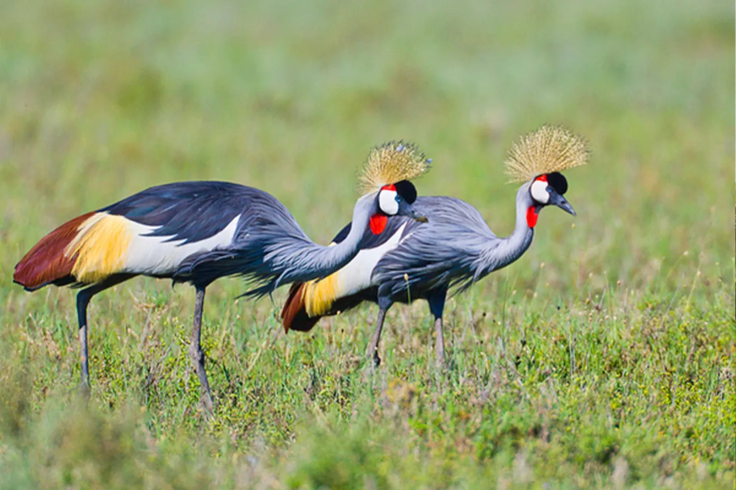 ታንዛኒያ Birdwatching Safari