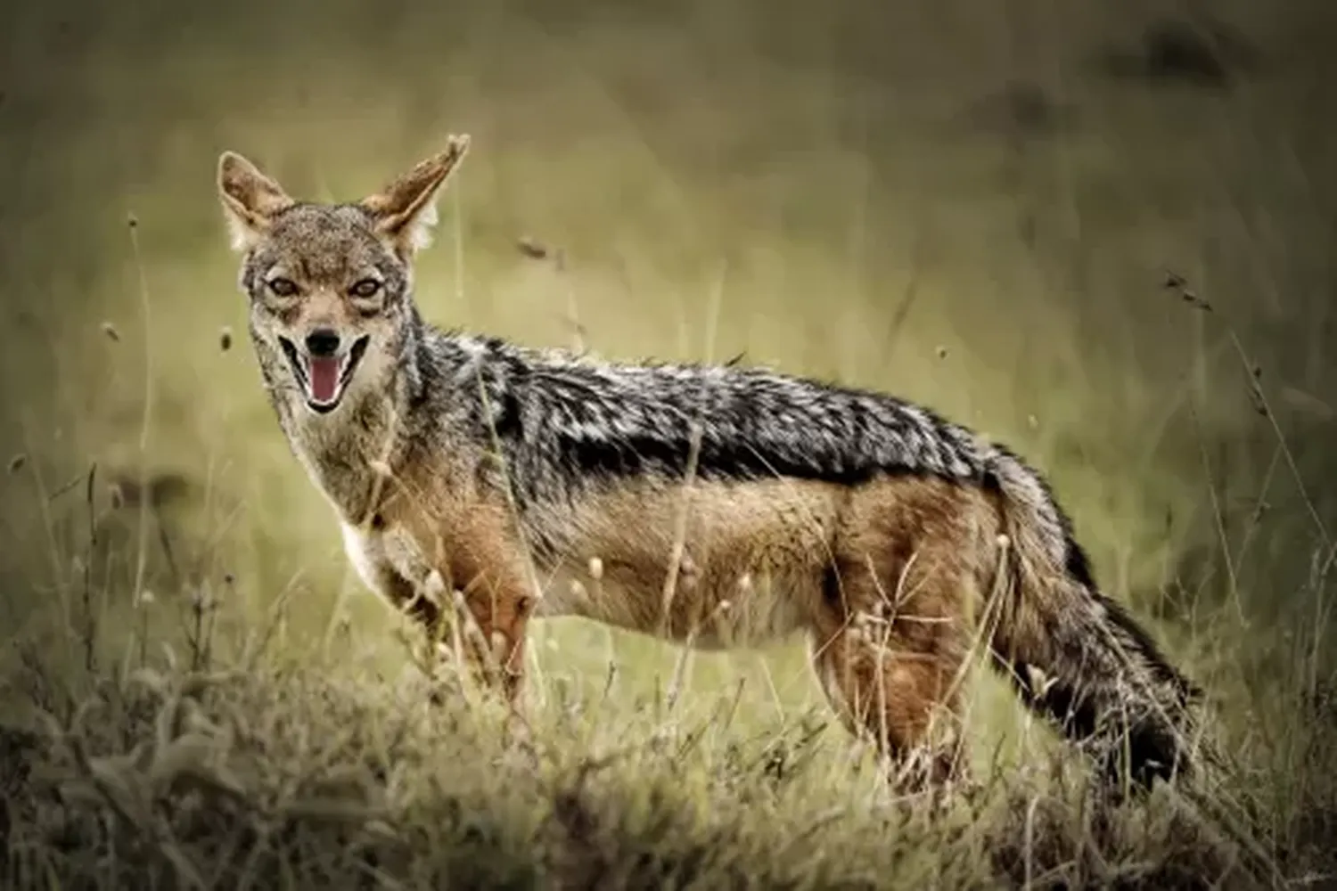 Tanzania Jackal Safari