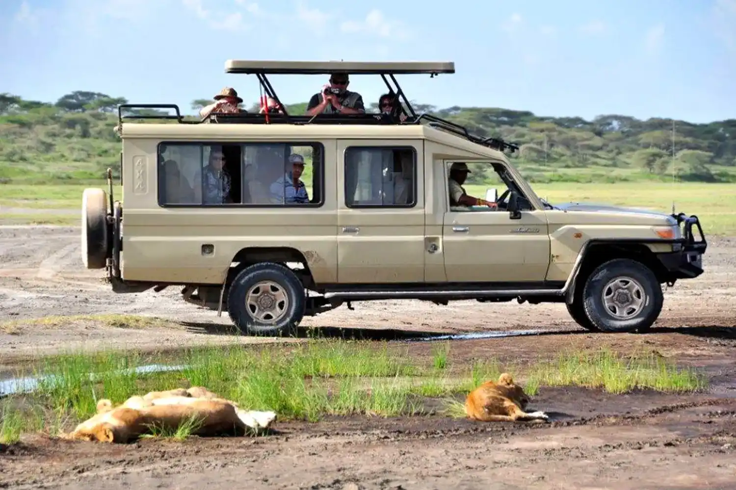 Tanzània Unint-se al safari