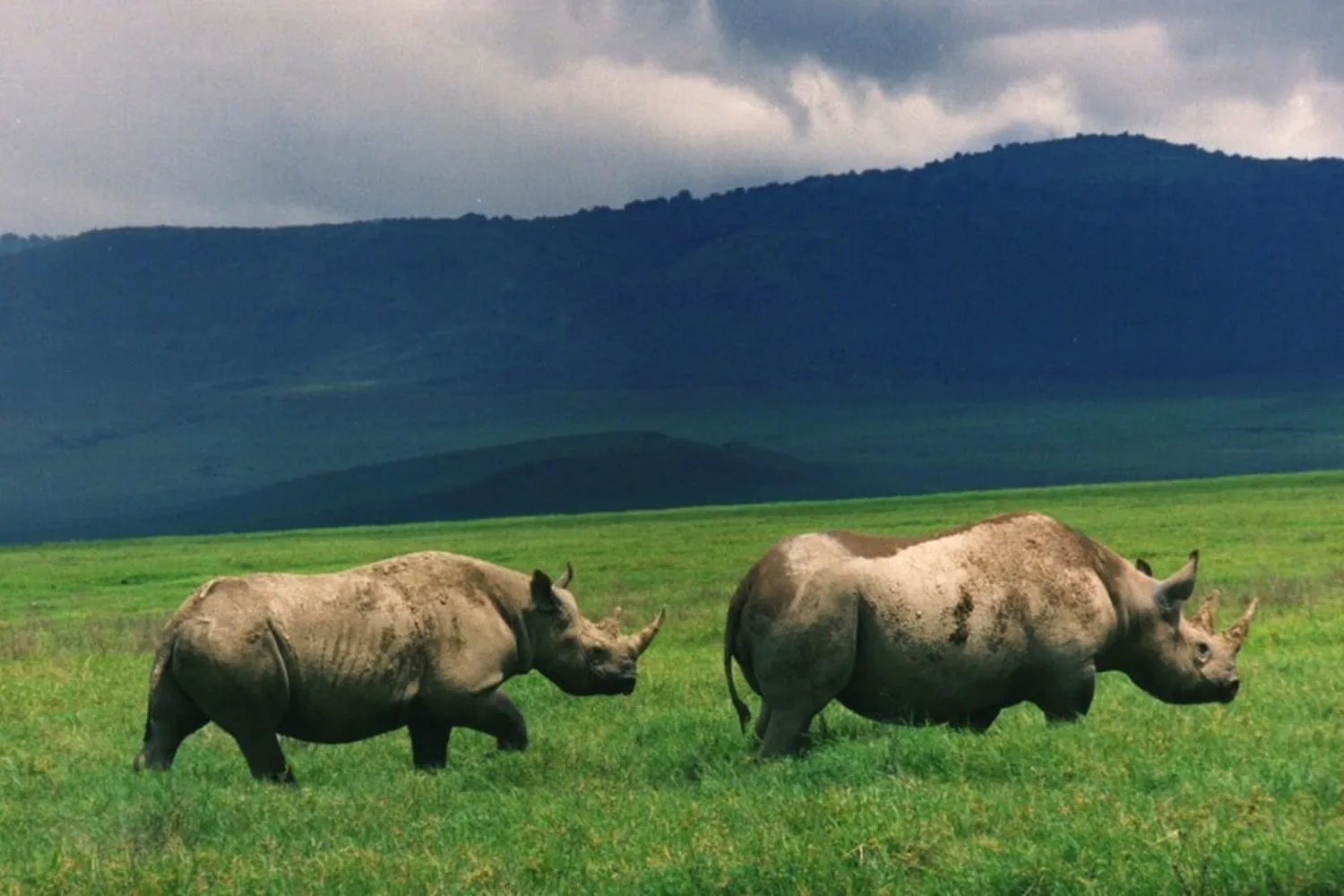 Tanzania Ngorongoro Crater Safari