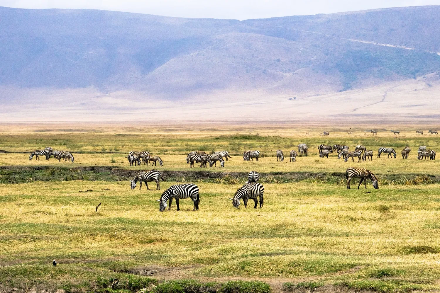 Tanzania Ngorongoro Dry Season