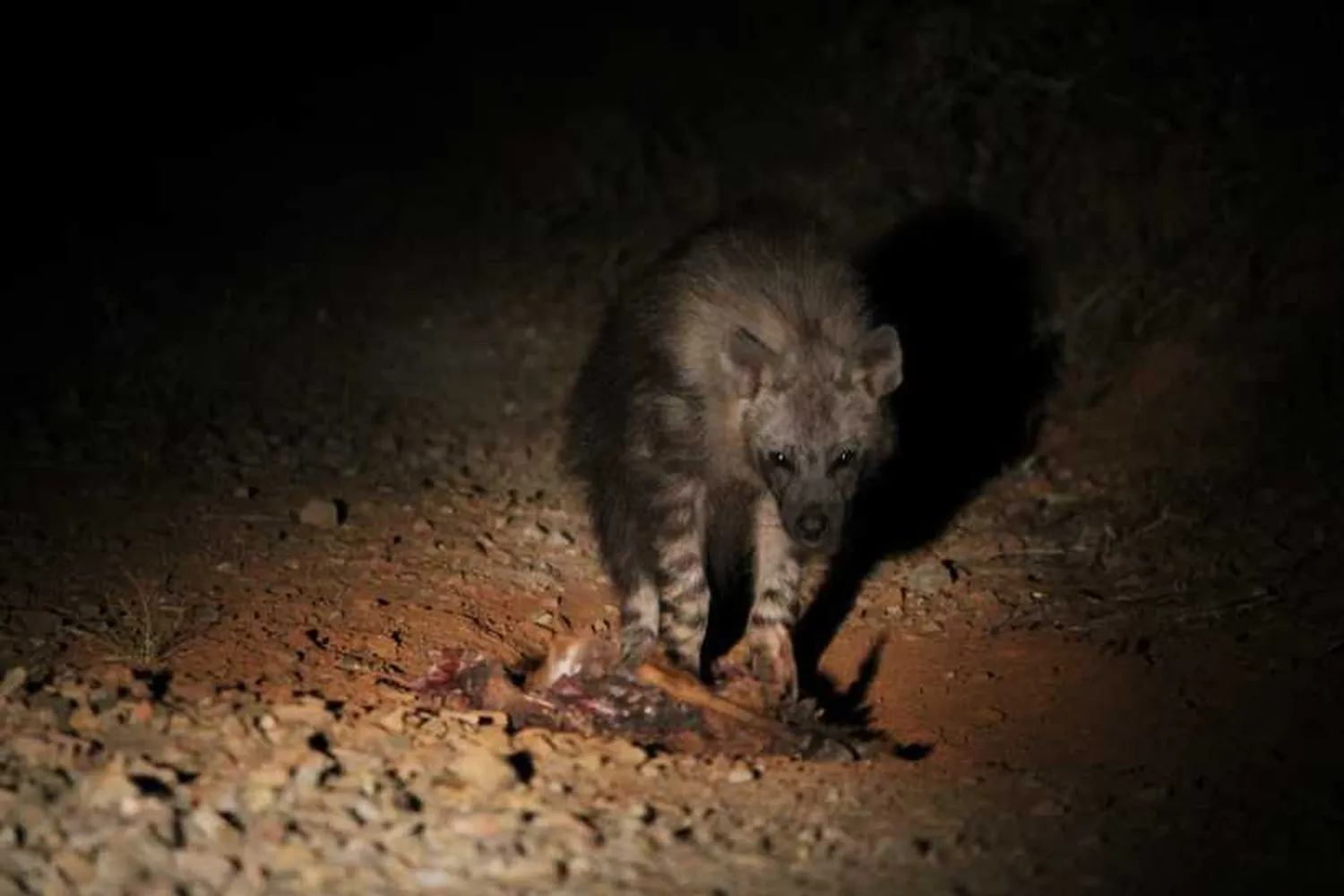 Tanzania Night Safari Hyena