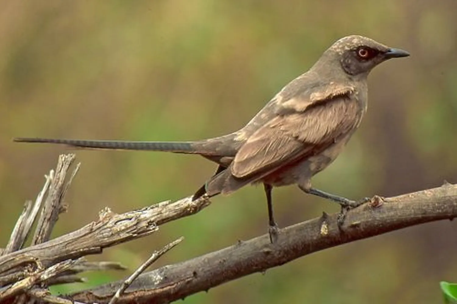 Tanzania’s Endemic Birds: A Complete Checklist