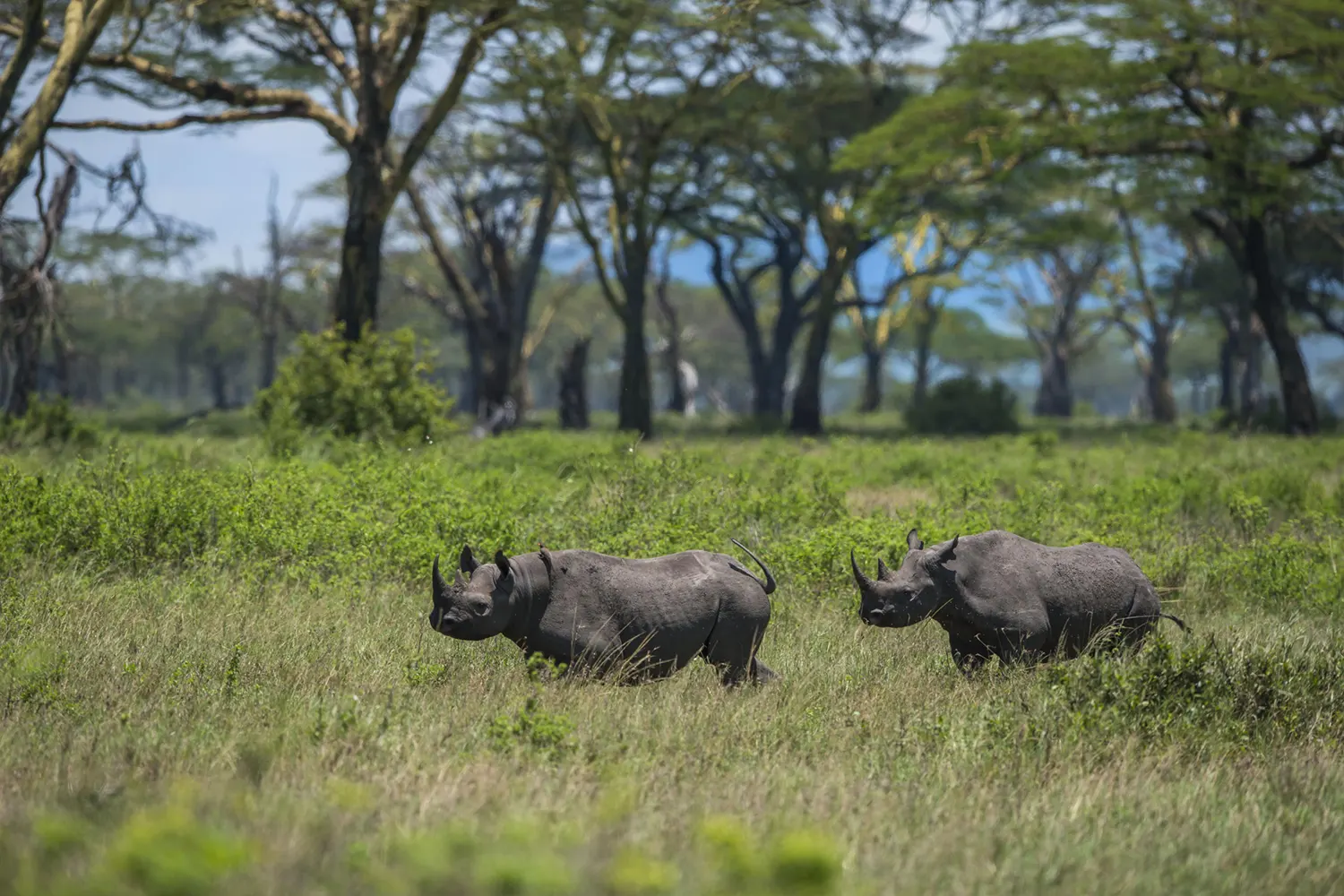 Conservation in Tanzania