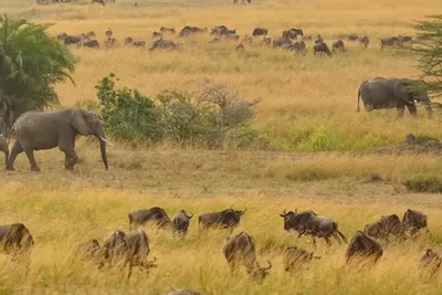 Tansania Safari im August