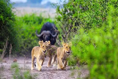 Tanzanya Safari Ocak ayında