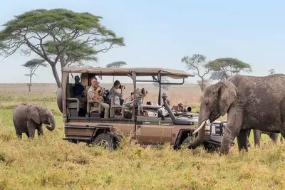 Safari Tanzania ym mis Hydref