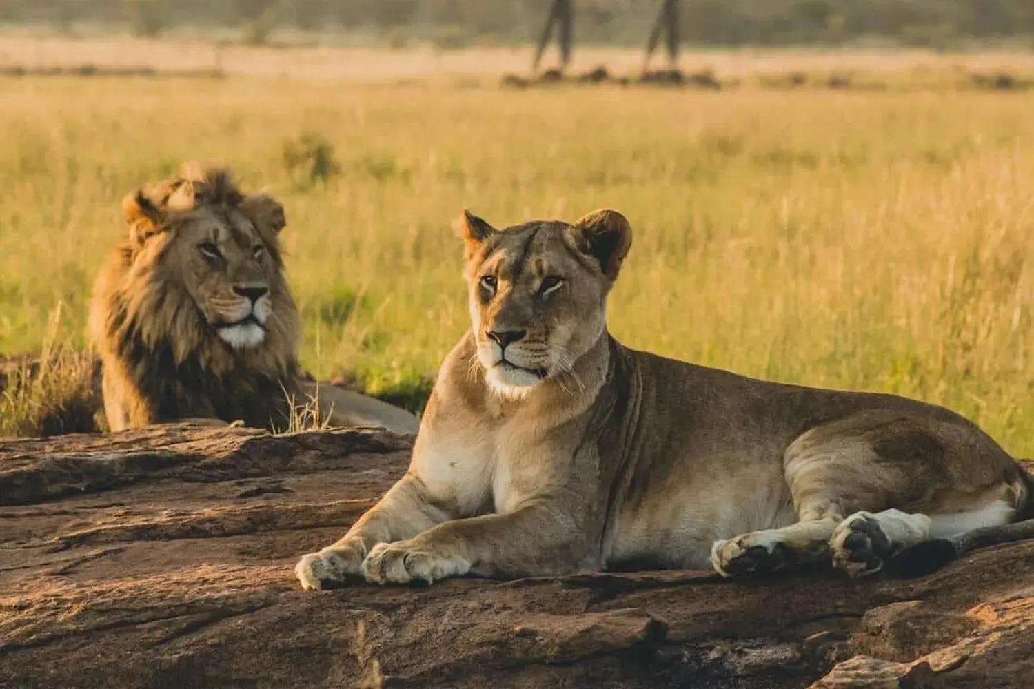 3-Day Udzungwa & Mikumi National Parks Combo Safari