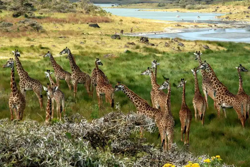 Full-day game drives in north Serengeti Full-day game drives in north Serengeti